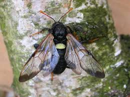 Attēlu rezultāti vaicājumam “Cimbex femoratus”