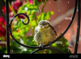 Attēlu rezultāti vaicājumam “Cyanistes caeruleus juvenile”