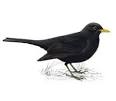 Become More, Italy: dal sogno alla realtà: Days of the blackbird