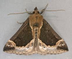 Attēlu rezultāti vaicājumam “Hypena crassalis”