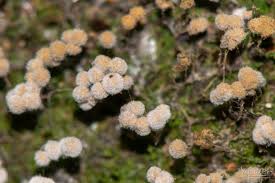 Attēlu rezultāti vaicājumam “Cribraria sp.”