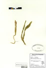 Attēlu rezultāti vaicājumam “Lycopodium annotinum”