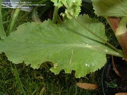 Attēlu rezultāti vaicājumam “Eryngium planum leaf”