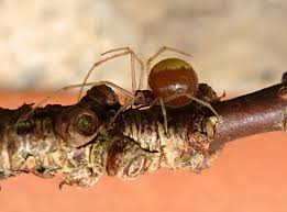 Attēlu rezultāti vaicājumam “Neottiura bimaculata female”