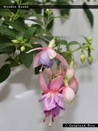 「ジョージ・エヴァンス」の画像検索結果