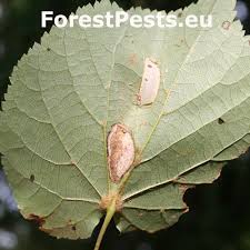 Attēlu rezultāti vaicājumam “Microrrhinum minus leaf”