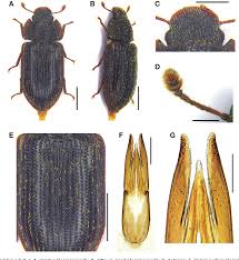 Attēlu rezultāti vaicājumam “Zopheridae”