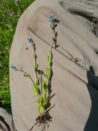 Attēlu rezultāti vaicājumam “Myosotis stricta”