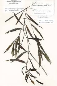 Attēlu rezultāti vaicājumam “Potamogeton compressus”