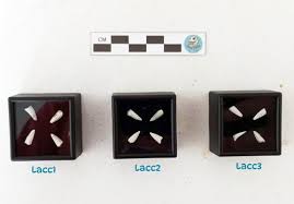 Attēlu rezultāti vaicājumam “Laccognathus panderi”