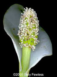 Attēlu rezultāti vaicājumam “Calla palustris fruit”