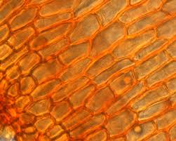 Attēlu rezultāti vaicājumam “Pohlia nutans sporophyte”