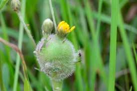 Attēlu rezultāti vaicājumam “Aulacidea hieracii”