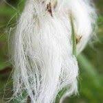 Attēlu rezultāti vaicājumam “Eriophorum angustifolium fruit”