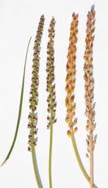 Attēlu rezultāti vaicājumam “Triglochin maritimum fruit”