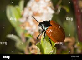 Attēlu rezultāti vaicājumam “Chrysomela populi”