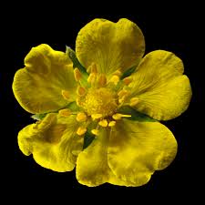 Attēlu rezultāti vaicājumam “Potentilla reptans flower”