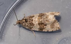 Attēlu rezultāti vaicājumam “Orthotaenia undulana”