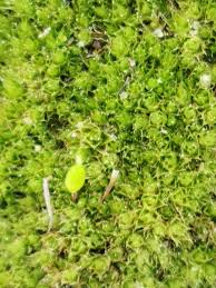 Attēlu rezultāti vaicājumam “Pohlia nutans”