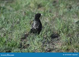 Image result for Melanocorypha yeltoniensis