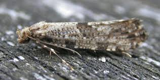 Attēlu rezultāti vaicājumam “Morophaga choragella”