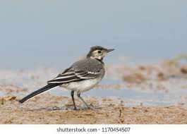 Attēlu rezultāti vaicājumam “Motacilla alba juvenile”