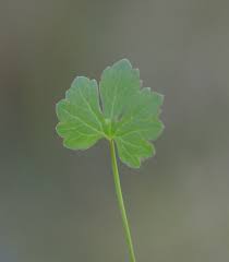 Attēlu rezultāti vaicājumam “Ranunculus auricomus leaf”
