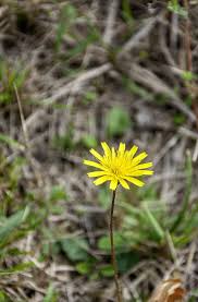 Attēlu rezultāti vaicājumam “Lapsana communis flower”