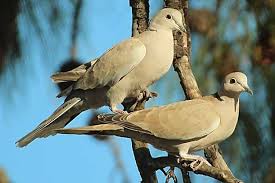 Attēlu rezultāti vaicājumam “Streptopelia decaocto”