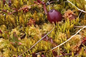 Attēlu rezultāti vaicājumam “Dicranum leioneuron”