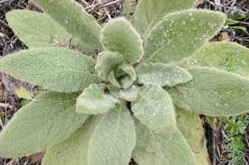 Image result for Verbascum thapsus