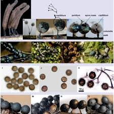 Attēlu rezultāti vaicājumam “Lamproderma pseudomaculatum macro”