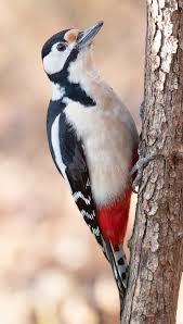 Attēlu rezultāti vaicājumam “Dendrocopos major male”
