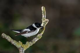 Image result for Ficedula albicollis