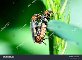 Attēlu rezultāti vaicājumam “Cantharis fusca”