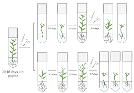 Attēlu rezultāti vaicājumam “Populus x berolinensis”