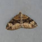 Attēlu rezultāti vaicājumam “Xanthorhoe biriviata”