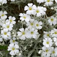 Image result for cerastium tomentosum