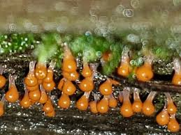 Attēlu rezultāti vaicājumam “Hemitrichia decipiens spores”