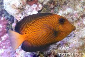 Image result for Ctenochaetus hawaiiensis