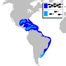 Image result for Mugil liza