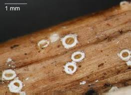 Attēlu rezultāti vaicājumam “Stictis”