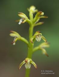 Attēlu rezultāti vaicājumam “Corallorhiza trifida”