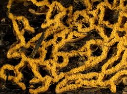 Attēlu rezultāti vaicājumam “Hemitrichia serpula”