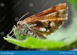 Attēlu rezultāti vaicājumam “Bupalus piniaria male”