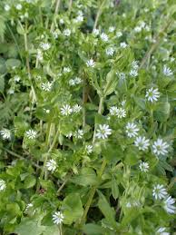 Attēlu rezultāti vaicājumam “Stellaria longifolia flower”