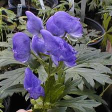 Attēlu rezultāti vaicājumam “Aconitum napellus”