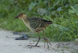 Image result for Porphyrio alleni