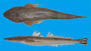 Image result for Platycephalus richardsoni