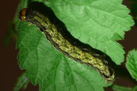 Attēlu rezultāti vaicājumam “Orthosia munda”